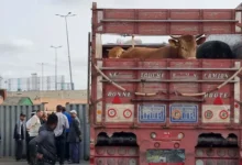 صورة الحكومة تتجه نحو إعفاء جديد لاستيراد الأبقار وسط استمرار ارتفاع أسعار اللحوم
