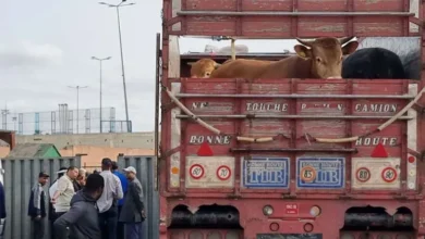 صورة الحكومة تتجه نحو إعفاء جديد لاستيراد الأبقار وسط استمرار ارتفاع أسعار اللحوم