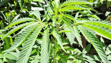 صورة أول شحنة من “البلدية” نحو أستراليا… انطلاقة مغربية في سوق القنب الطبي