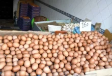 صورة ارتفاع أسعار البيض يثير الجدل في المغرب وسط اتهامات متبادلة وتخوف من بيع “الدجاج البيّاض”