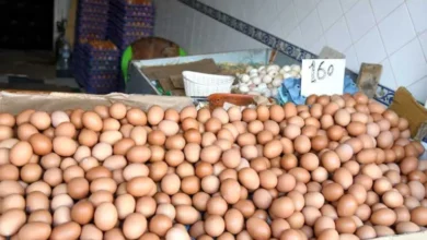 صورة ارتفاع أسعار البيض يثير الجدل في المغرب وسط اتهامات متبادلة وتخوف من بيع “الدجاج البيّاض”