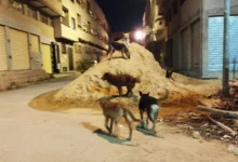 صورة حملات إبادة الحيوانات الضالة بالمغرب تثير غضب جمعيات الرفق وتدعو لتدخل عاجل