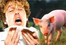 صورة إنذار صحي في إسبانيا : انتقال بين البشر لإنفلونزا الخنازير يثير مخاوف وباء جديد