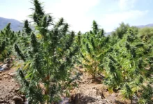 صورة دراسة مغربية تربط صدمات الطفولة بإدمان القنب لدى الشباب