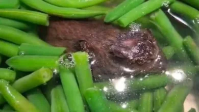 صورة هولندا .. “فئران مجمّدة” تهز ثقة المستهلكين ومغاربة المهجر يتساءلون عن سلامة غذائهم