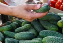 صورة بمبلغ ناهز 8 ملايير … الخيار المغربي يرسخ حضوره في السوق الألمانية بأرقام غير مسبوقة