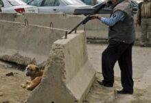 صورة العروي: استياء عارم بعد عملية إطلاق نار على عشرات الكلاب داخل حي سكني ومطالب بفتح تحقيق