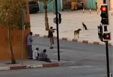 صورة مقتل كلاب ضالة في تنغير يثير موجة استياء ودعوات إلى التحقيق