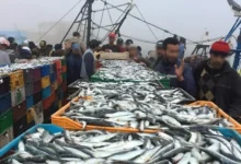 صورة المغرب يحسم الجدل بشأن فيروس هربس السردين وسلامة الأسماك