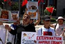 صورة غرامة على الرحمة”.. احتجاجات بالرباط ضد فصول قانونية تجرم إطعام الحيوانات الضالة