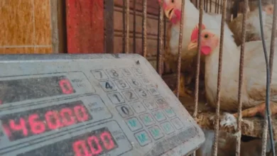 صورة أزمة غلاء الدجاج مستمرة بعد الصيف… من ينهب جيوب المغاربة؟