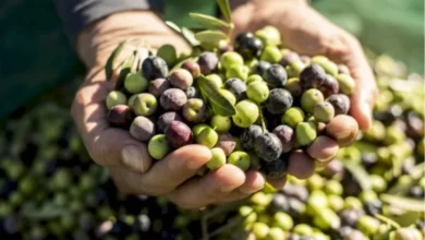 صورة الناظور : فضيحة “الذهب الأخضر” … مطاحن الزيتون تسمم الزيت وتضرب جودة المنتوج في الصفر