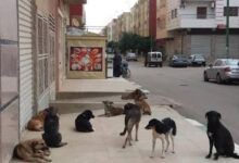 صورة مشروع إيواء الكلاب الضالة بمكناس بين الإنجاز وتساؤلات المجتمع