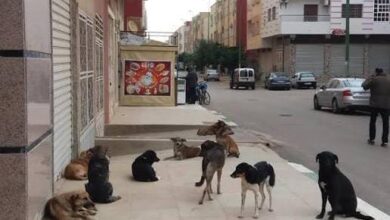 صورة مشروع إيواء الكلاب الضالة بمكناس بين الإنجاز وتساؤلات المجتمع