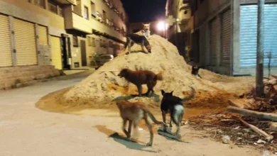 صورة حملات إبادة الحيوانات الضالة بالمغرب تثير غضب جمعيات الرفق وتدعو لتدخل عاجل
