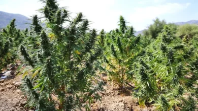 صورة دراسة مغربية تربط صدمات الطفولة بإدمان القنب لدى الشباب