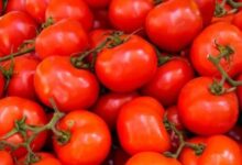 صورة صدمة في الأسواق.. الطماطم تقود موجة غلاء جديدة بالدار البيضاء