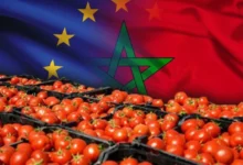 صورة أزمة الطماطم تهزّ الأسواق الأوروبية … قرار منع التصدير في المغرب يفجّر الأسعار إلى مستويات قياسية غير مسبوقة في قلب أوروبا