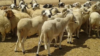 صورة الطلب المبكر والوسطاء يرفعان أسعار اللحوم… ومهنيون يتوقعون تراجعها قريبا