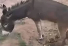 صورة حمار مغربي ينتصر في المحكمة … تعويض قضائي يثير الطرافة بالصويرة