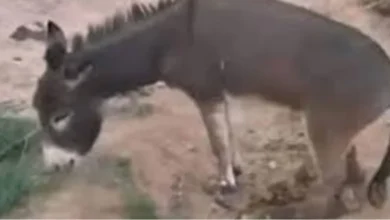 صورة حمار مغربي ينتصر في المحكمة … تعويض قضائي يثير الطرافة بالصويرة