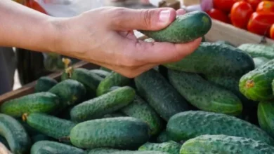 صورة بمبلغ ناهز 8 ملايير … الخيار المغربي يرسخ حضوره في السوق الألمانية بأرقام غير مسبوقة
