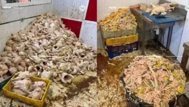 صورة طنجة.. حجز طنين من الدجاج الفاسد داخل مستودع بخندق الدير