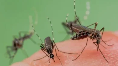 صورة تطوان :    غزو غير مسبوق لـ”الناموس” يثير الهلع في مدن الشمال … مواطنون يشتكون ومهنيو المقاهي يطالبون بتدخل عاجل