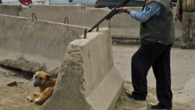 صورة العروي: استياء عارم بعد عملية إطلاق نار على عشرات الكلاب داخل حي سكني ومطالب بفتح تحقيق