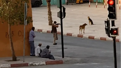 صورة مقتل كلاب ضالة في تنغير يثير موجة استياء ودعوات إلى التحقيق