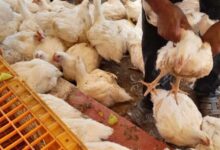 صورة ركود سوق اللحوم البيضاء ينذر بخسارات فادحة لتجار وبائعي الدجاج