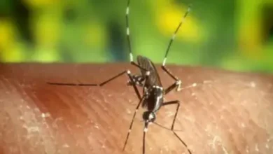 صورة إسبانيا : فيروس النيل يزحف في الأندلس … 59 إصابة ووفيات  و30 بلدية تحت المراقبة