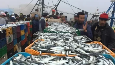 صورة المغرب يحسم الجدل بشأن فيروس هربس السردين وسلامة الأسماك